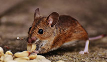24 Hour & Emergency Exterminators in Columbia, WA